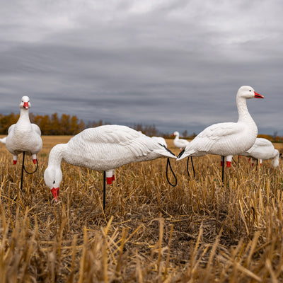 FB Snow Goose Full Bodies