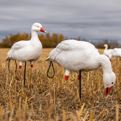 FB Snow Goose Full Bodies