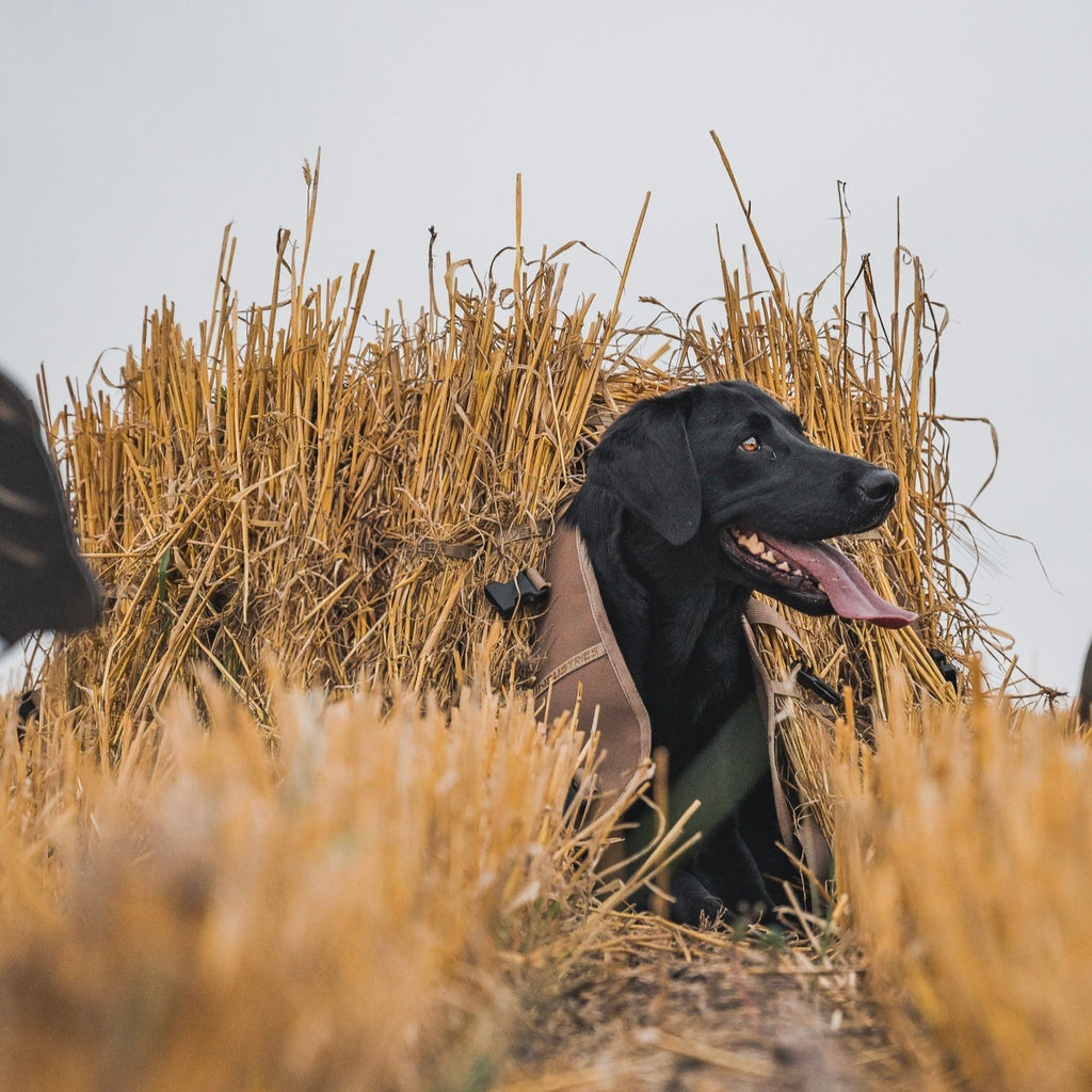 Dog sales layout blind