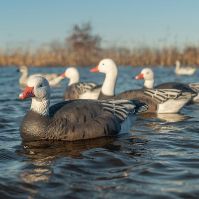 F1 Blue Goose Floaters