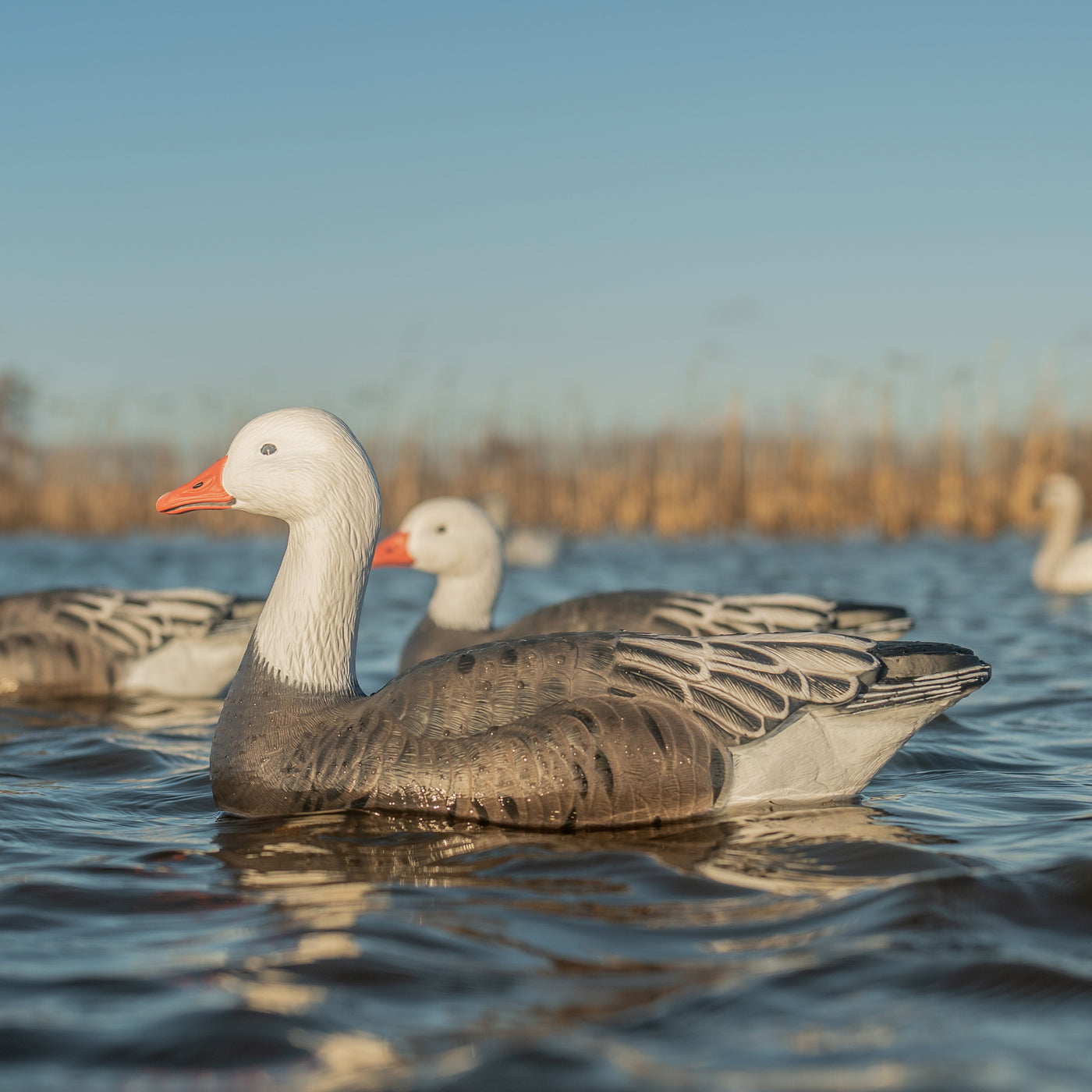 F1 Blue Goose Floaters