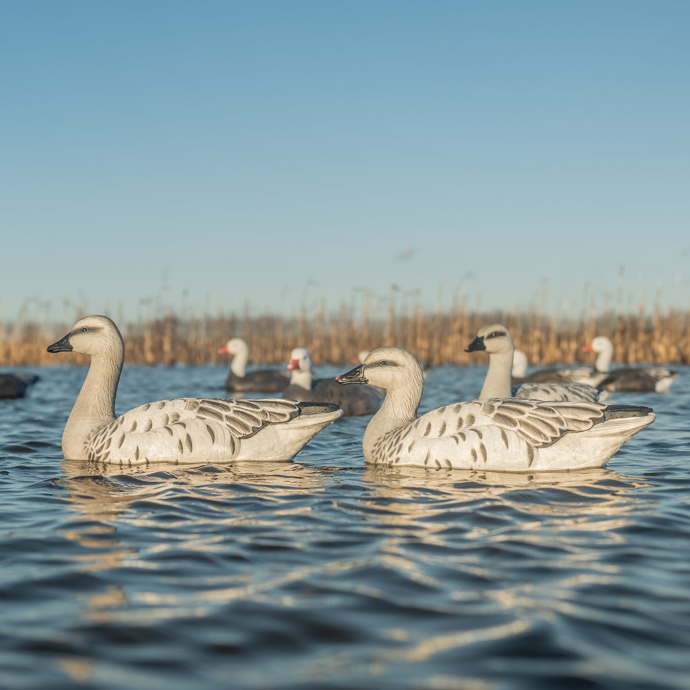 F1 Juvie Goose Floaters