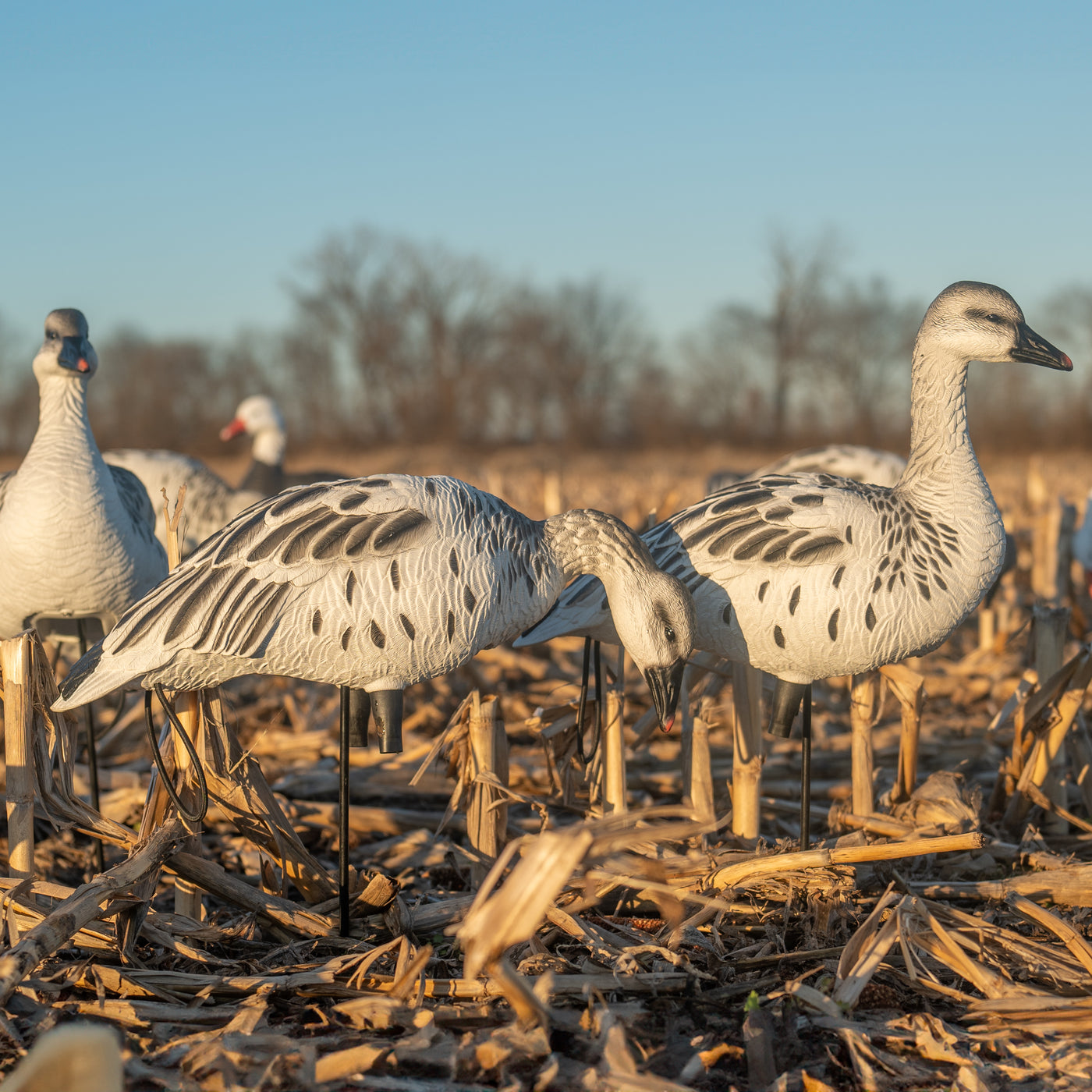 FB Juvie Goose Full Bodies