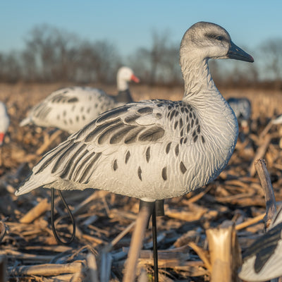 FB Juvie Goose Full Bodies