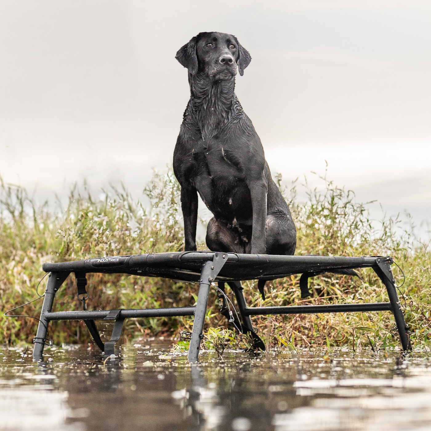 Elev8 Dog Stand