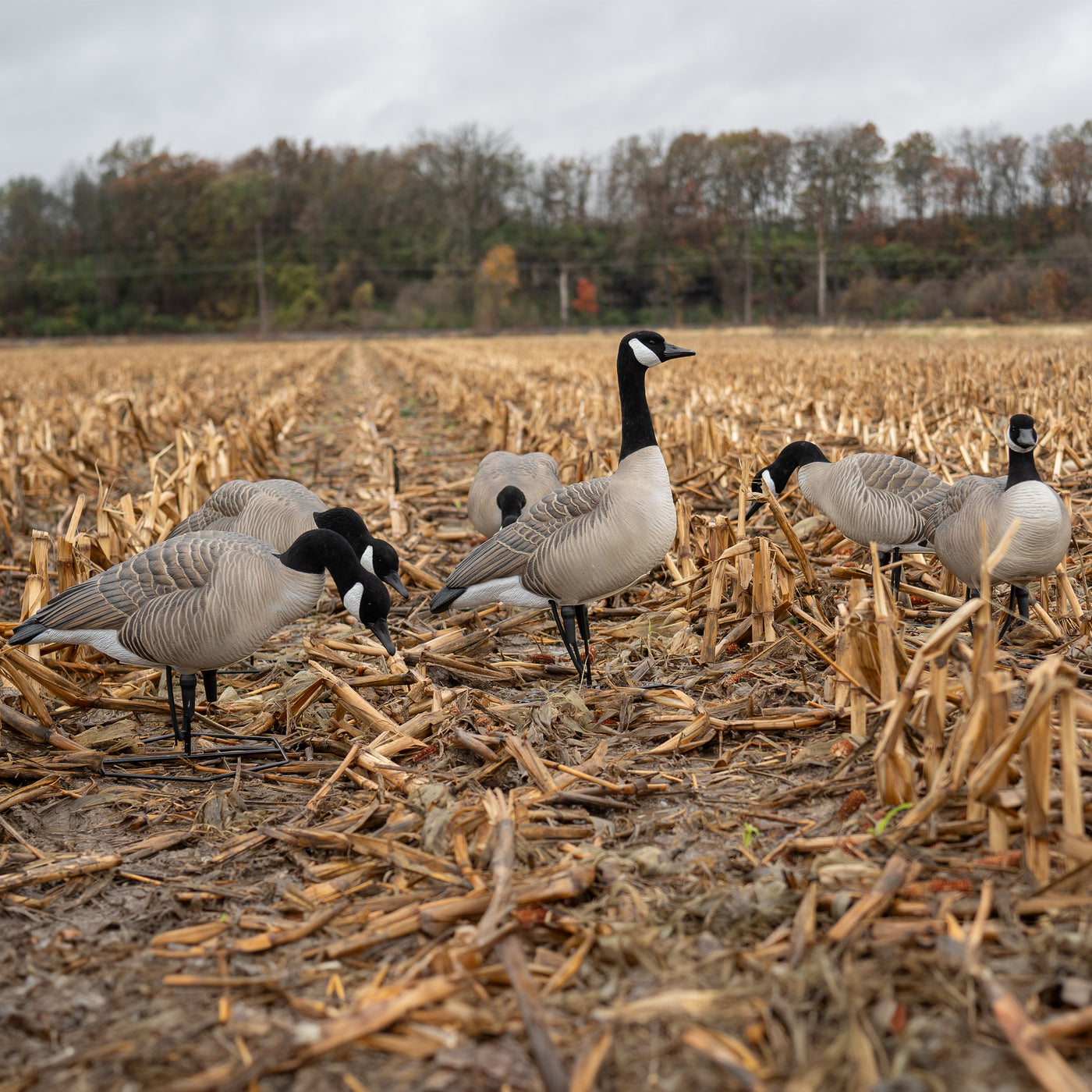 FB Flocked Canada Goose Full Bodies