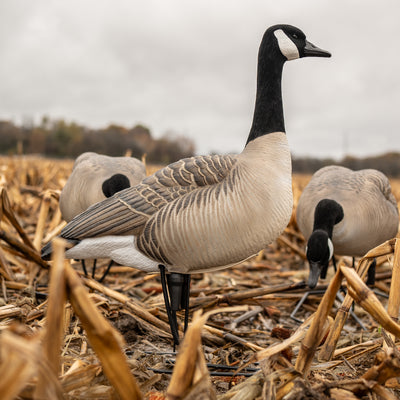 FB Flocked Canada Goose Full Bodies