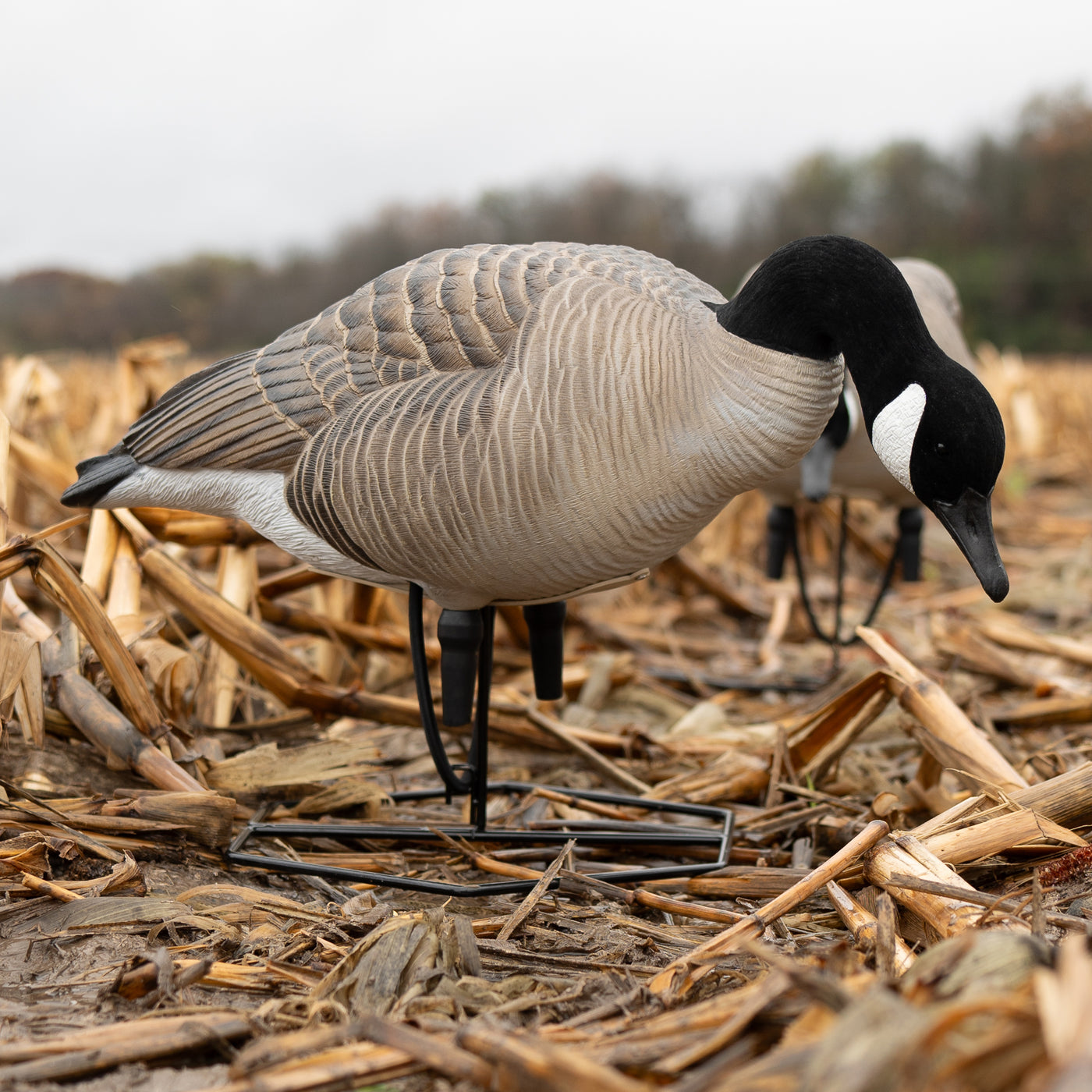 FB Flocked Canada Goose Full Bodies