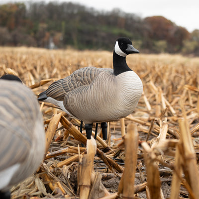 FB Flocked Canada Goose Full Bodies