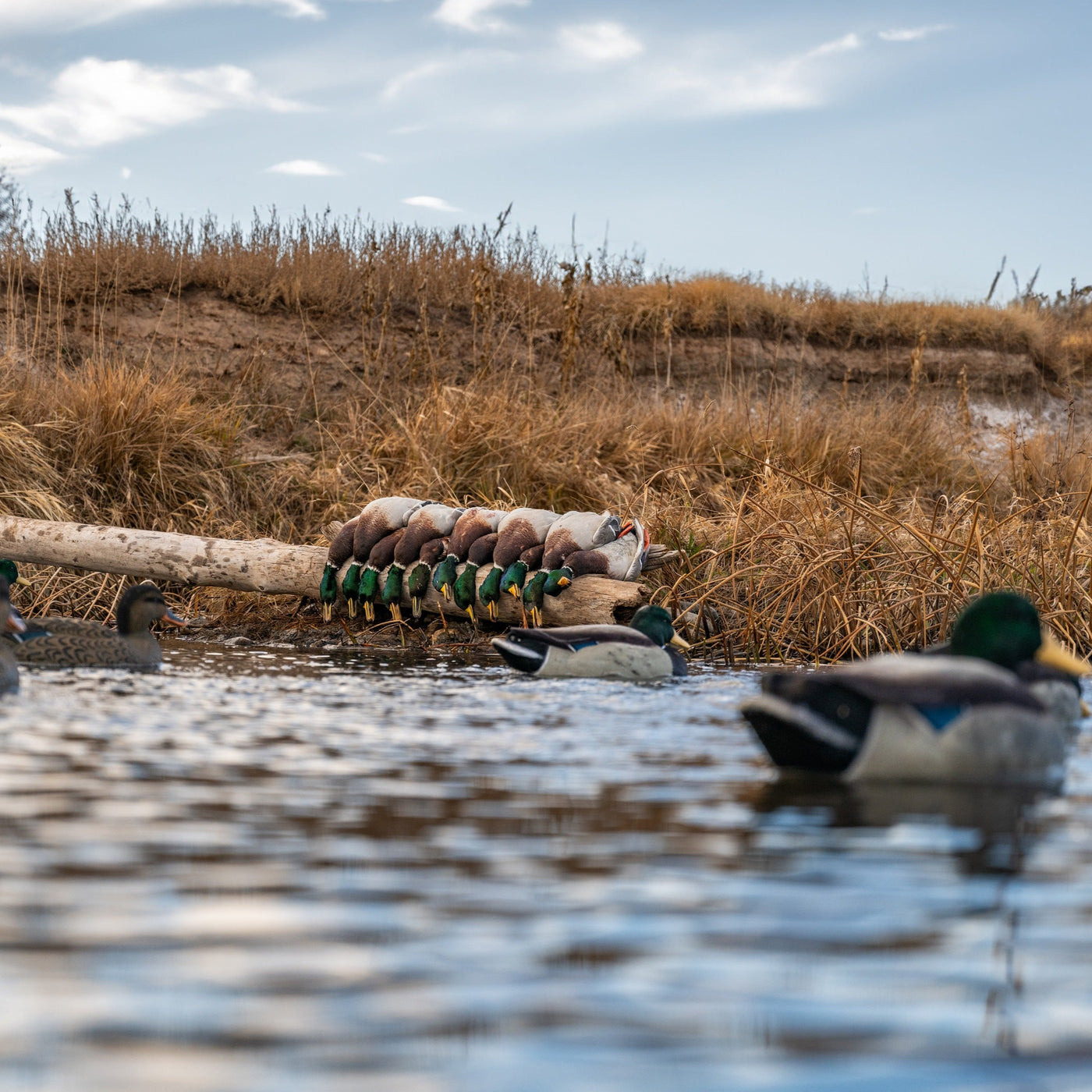 F1FF Mallard Floaters Duck Decoys Dive Bomb Industries