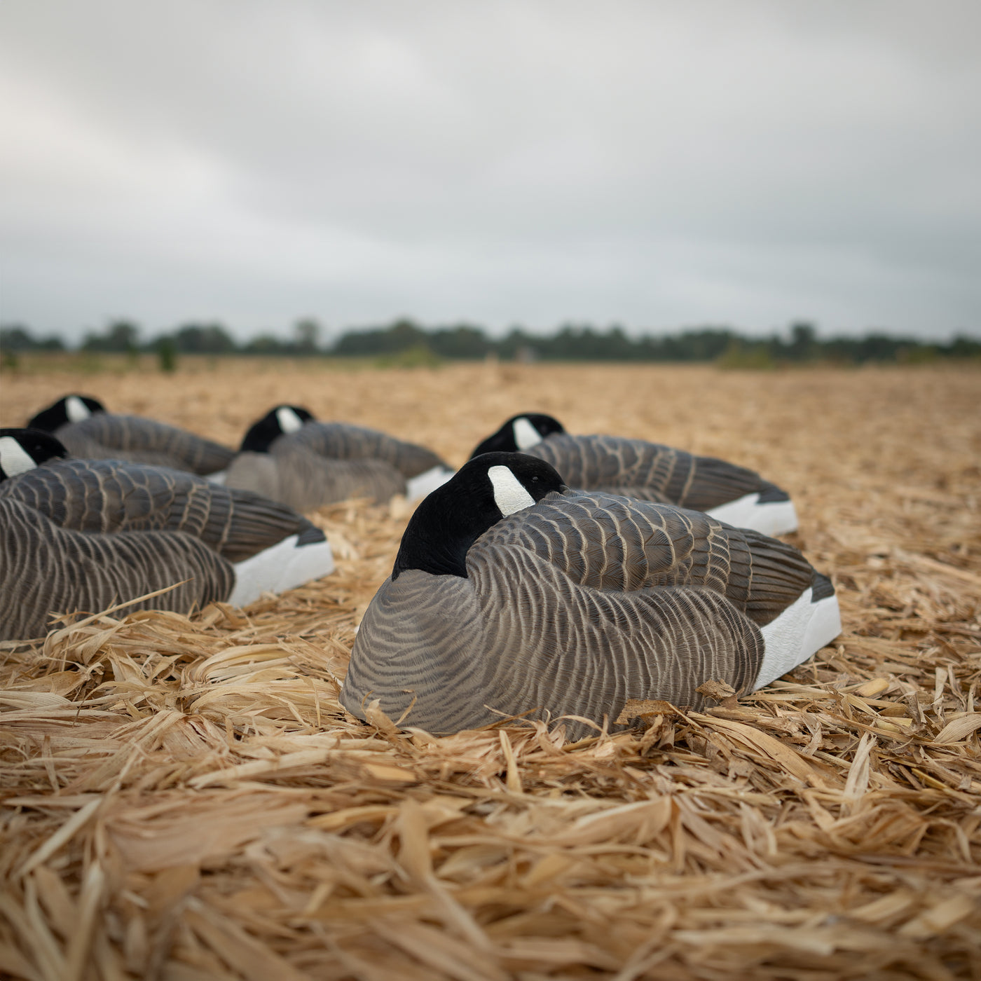 Z1 Flocked Sleeper Canada Shells