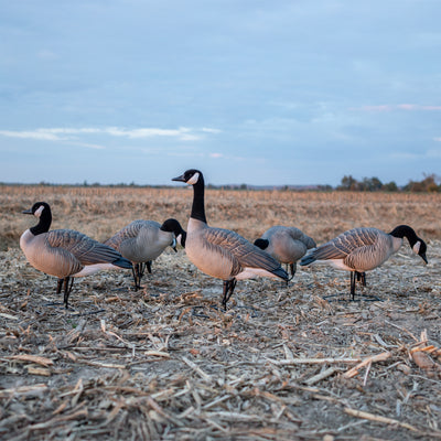 FB Flocked Canada Goose Full Bodies